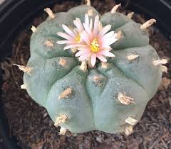 Resultado de imagen para cactus peyote